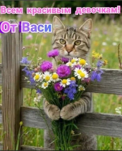 Всем красивым девочкам! От Васи