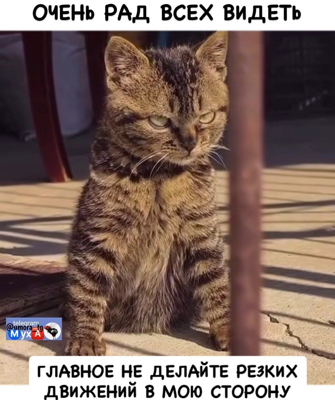 ОЧЕНЬ РАД ВСЕХ ВИДЕТЬ
ГЛАВНОЕ НЕ ДЕЛАЙТЕ РЕЗКИХ ДВИЖЕНИЙ В МОЮ СТОРОНУ