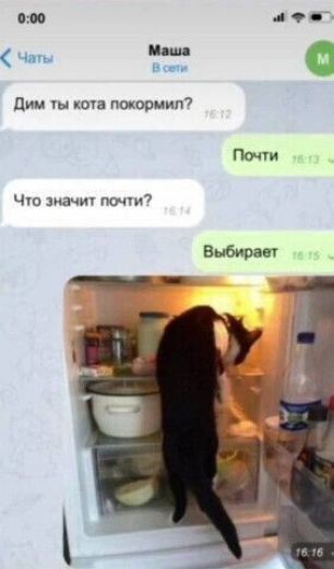 Дим ты кота покормил?\nПочти\nЧто значит почти?\nВыбирает