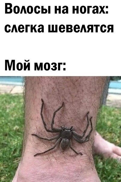 Волосы на ногах: слегка шевелятся
Мой мозг: