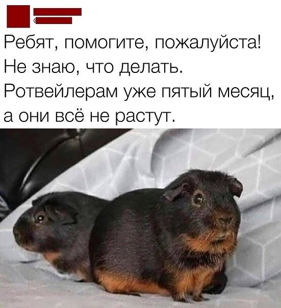 Ребят, помогите, пожалуйста! Не знаю, что делать. Ротвейлерам уже пятый месяц, а они всё не растут.