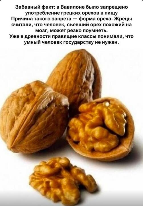 Забавный факт: в Вавилоне было запрещено употребление грецких орехов в пищу Причина такого запрета — форма ореха. Жрецы считали, что человек, похожий на мозг, может резко поумнеть. Уже в древности правящие классы понимали, что умный человек государству не нужен.
