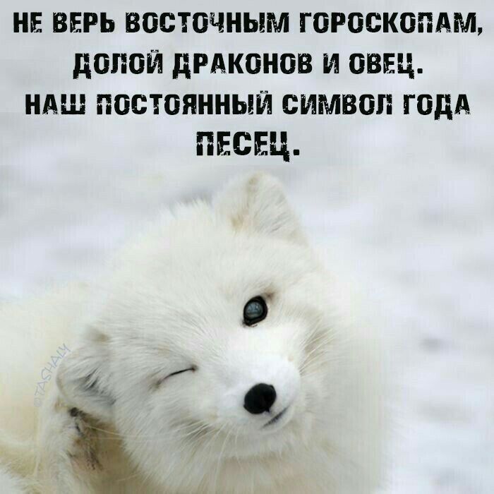 НЕ ВЕРЬ ВОСТОЧНЫМ ГОРОСКОПАМ, ДОНОЙ ДРАКОНОВ И ОВЕЦ, НАШ ПОСТОЯННЫЙ СИМВОЛ ГОДА ПЕСЕЦ.