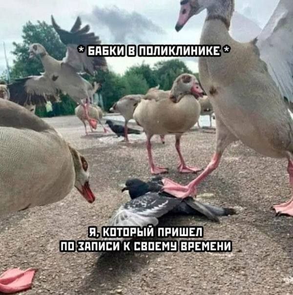 * Бабки в поликлинике * Я, который пришёл по записи к своему времени