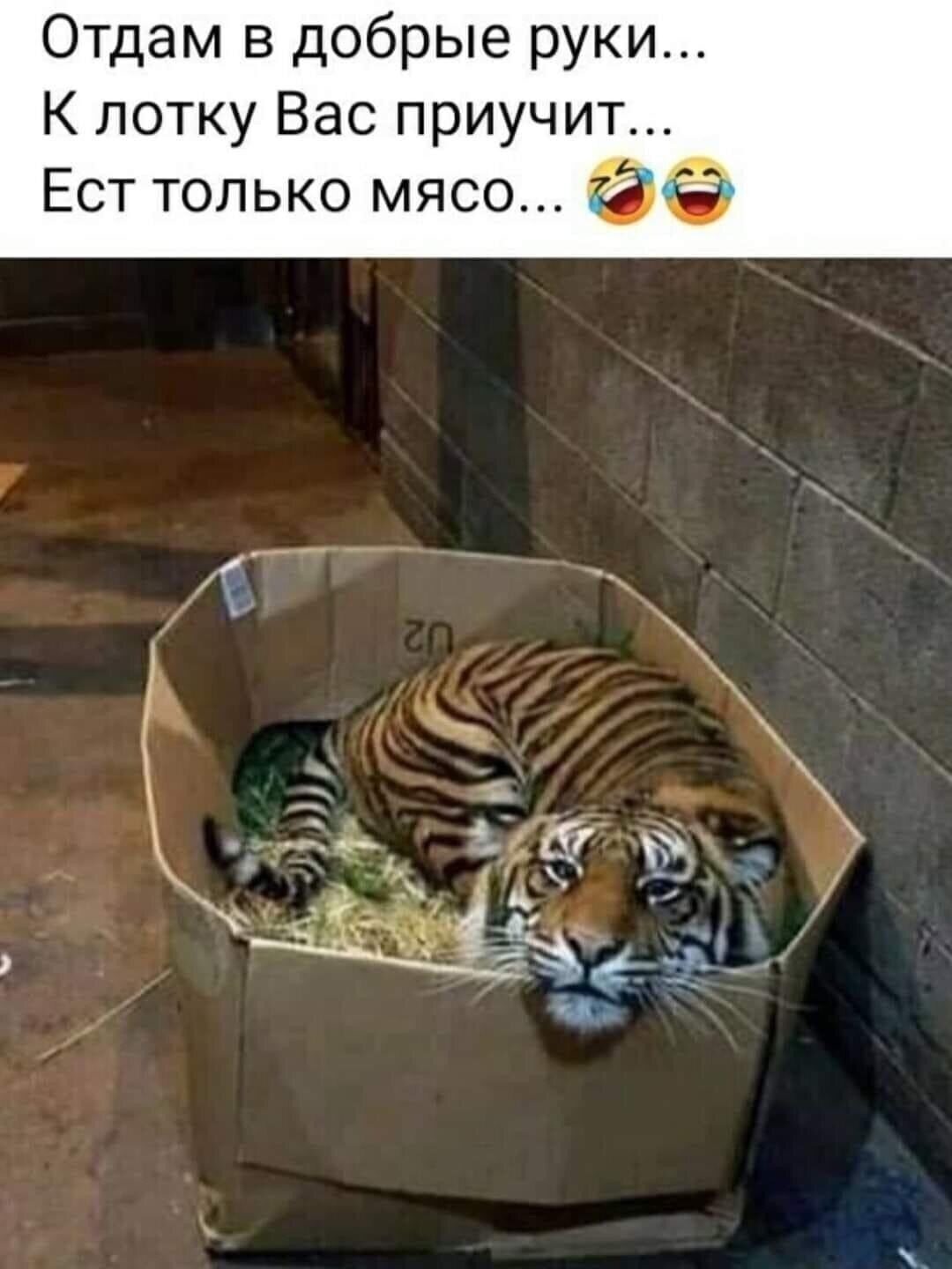 Отдам в добрые руки...\nК лотку Вас приучит...\nЕст только мясо... 😂😂