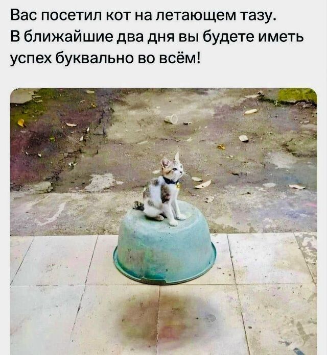 Вас посетил кот на летающем тазу. В ближайшие два дня вы будете иметь успех буквально во всём!