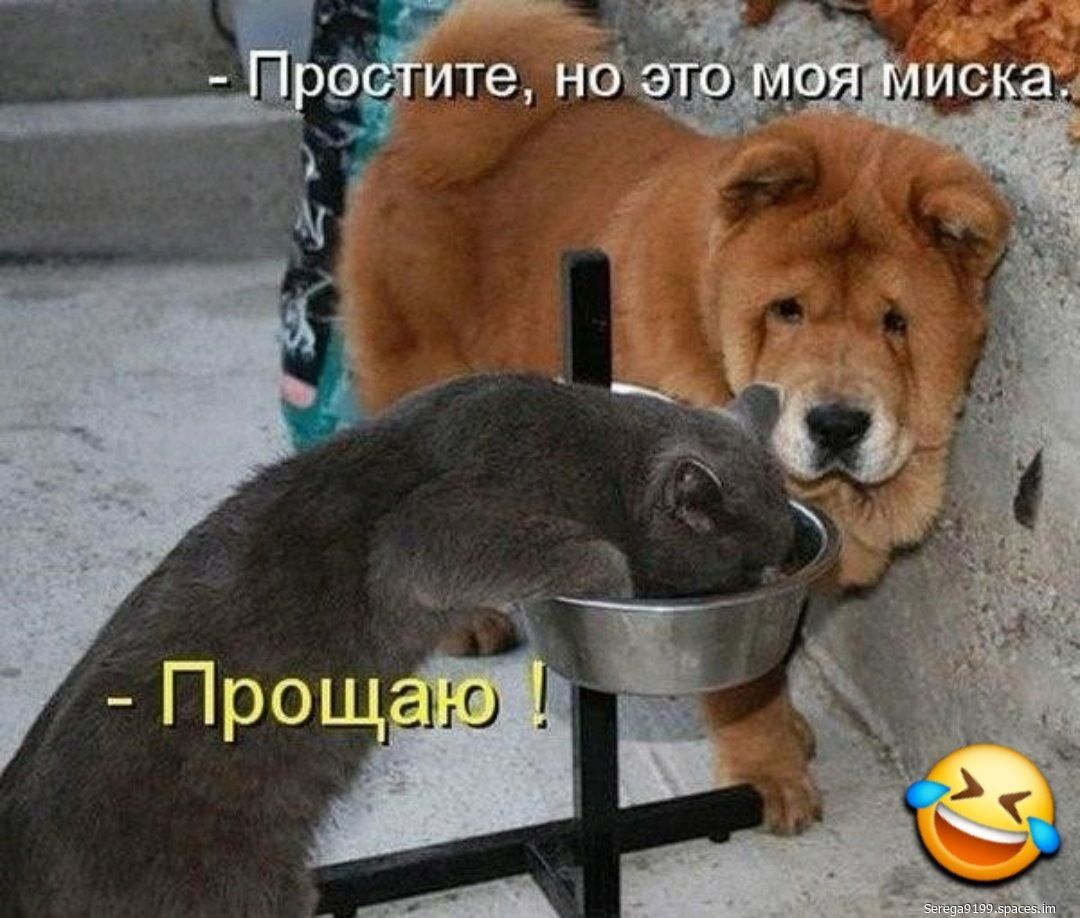Простите, но это моя миска. - Прощаю!