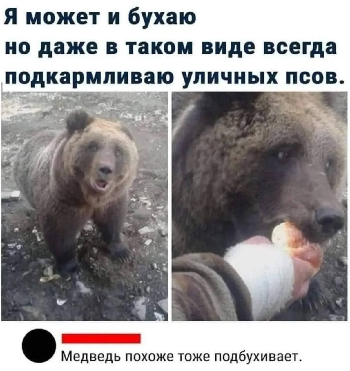 Я может и бухaю но даже в таком виде всегда подкармливаю уличных псoв. Медведь похоже тоже подкухивает.