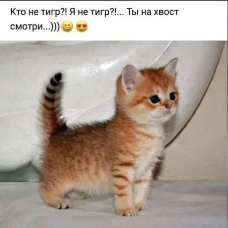 Кто не тигр?! Я не тигр?!... Ты на хвост смотри...))) 😁 😍