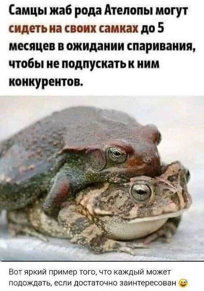 Самцы жаб рода Аттелополы могут сидеть на своих самках до 5 месяцев в ожидании спаривания, чтобы не подпускать к ним конкурентов. Вот яркий пример того, что каждый может подождать, если достаточно заинтересован 😅