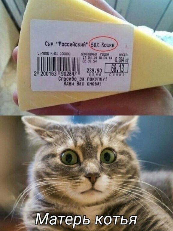 Сыр 'Российский' 50% кошки • Матерь котя