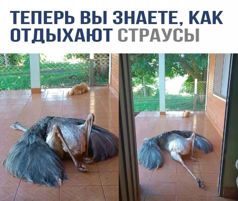 ТЕПЕРЬ ВЫ ЗНАЕТЕ, КАК ОТДЫХАЮТ СТРАУСЫ