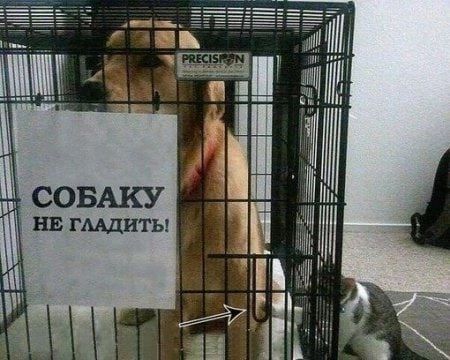 СОБАКУ НЕ ГЛАДИТЬ!