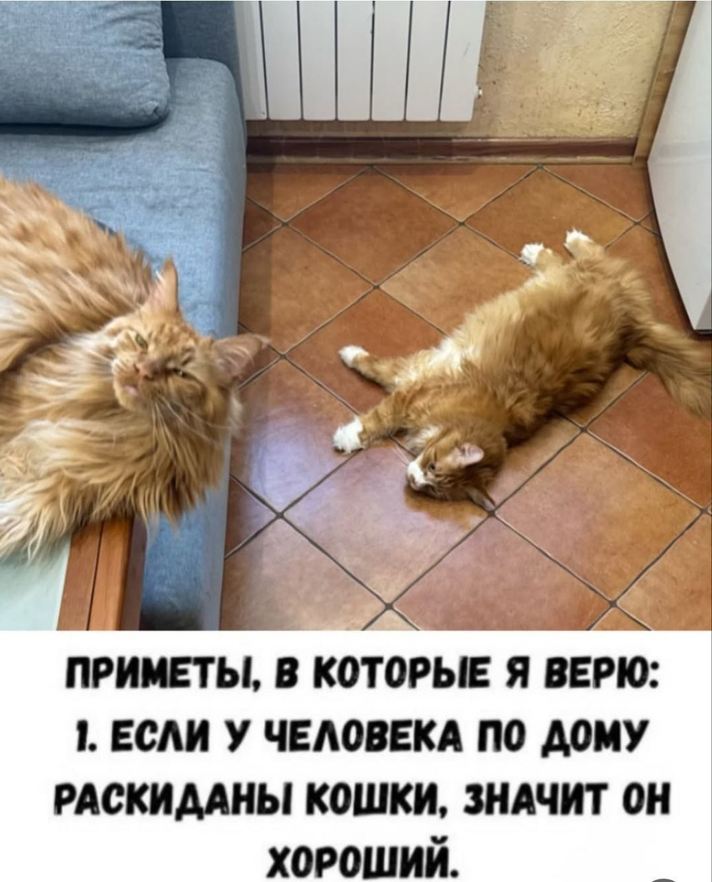 ПРИМЕТЫ, В КОТОРЫЕ Я ВЕРЮ: 1. ЕСЛИ У ЧЕЛОВЕКА ПО ДОМУ РАСКИДАНЫ КОШКИ, ЗНАЧИТ ОН ХОРОШИЙ.