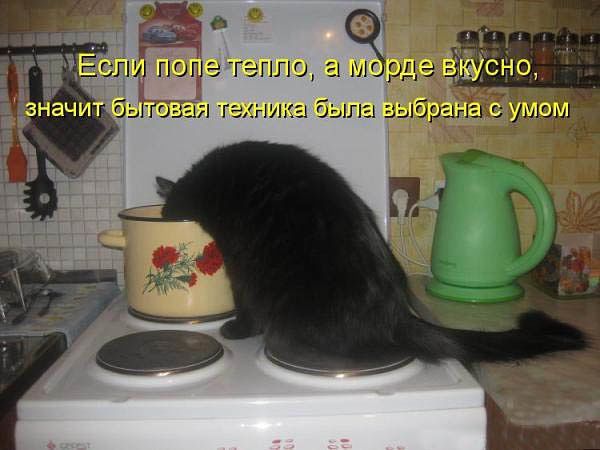 Если попе тепло, а морде вкусно, значит бытовая техника была выбрана с умом