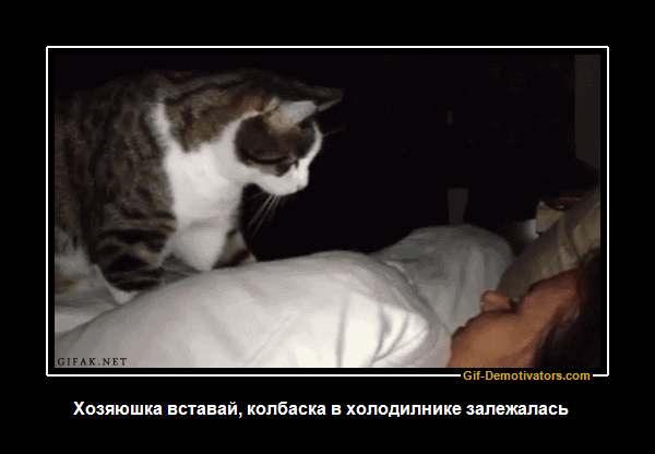 Хозяюшка вставай, колбаска в холодильнике залежалась