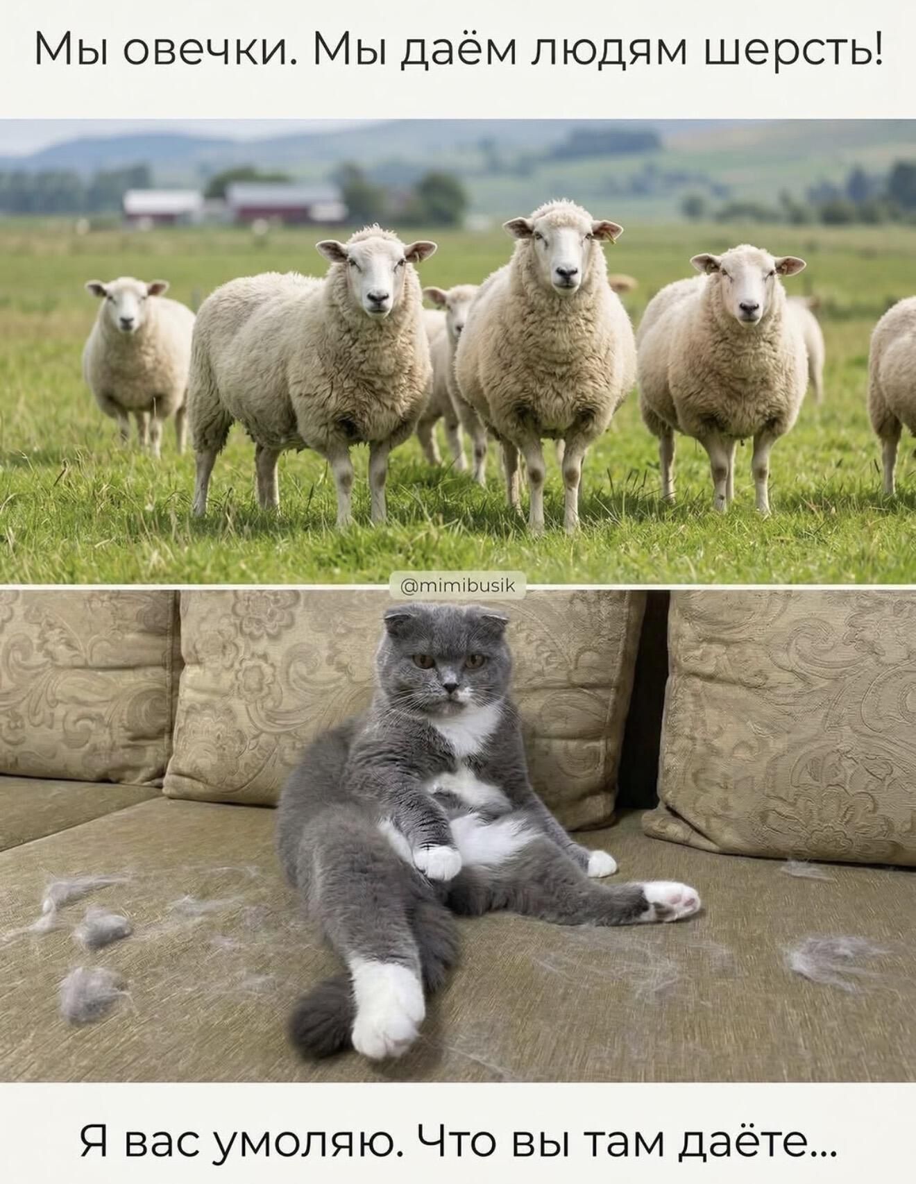 Мы овечки. Мы даём людям шерсть! Я вас умоляю. Что вы там даёте...