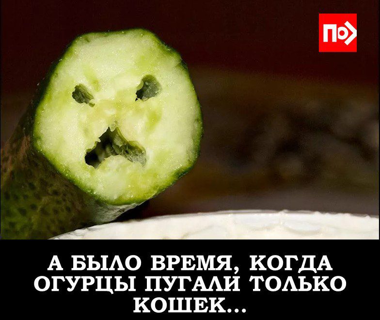 А БЫЛО ВРЕМЯ, КОГДА ОГУРЦЫ ПУГАЛАЛ ТОЛЬКО КОШЕК...