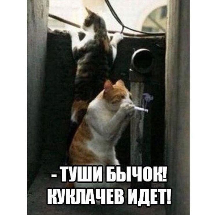 -ТУШИ БЫЧОК! КУКЛАЧЕВ ИДЕТ!