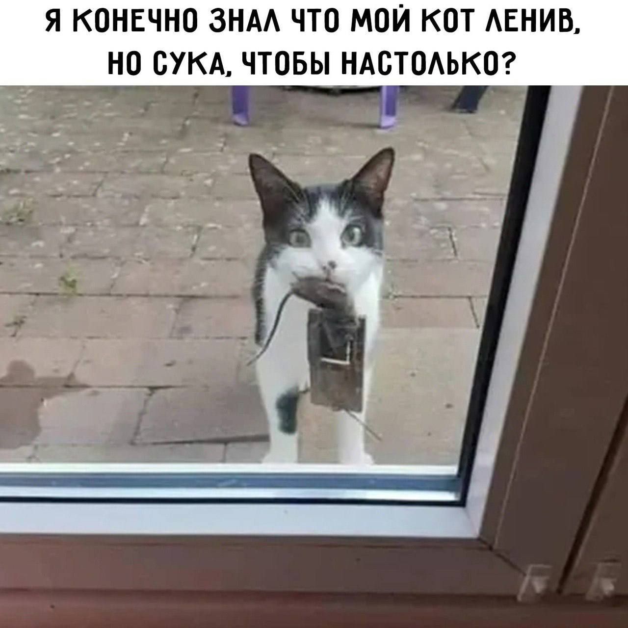 Я конечно знал что мой кот ленив, но сука, чтобы настолько?