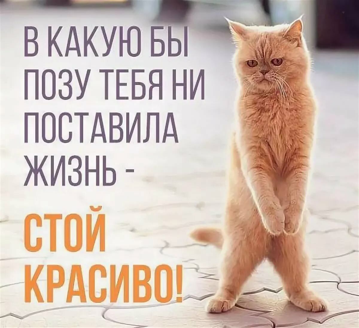 В КАКУЮ ПОЗУ ТЕБЯ НИ ПОСТАВИЛ ЖИЗНЬ