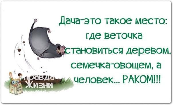 дача это такое место где веточка тановиться деревом семеча овсицеш а чеповек РАКОМ