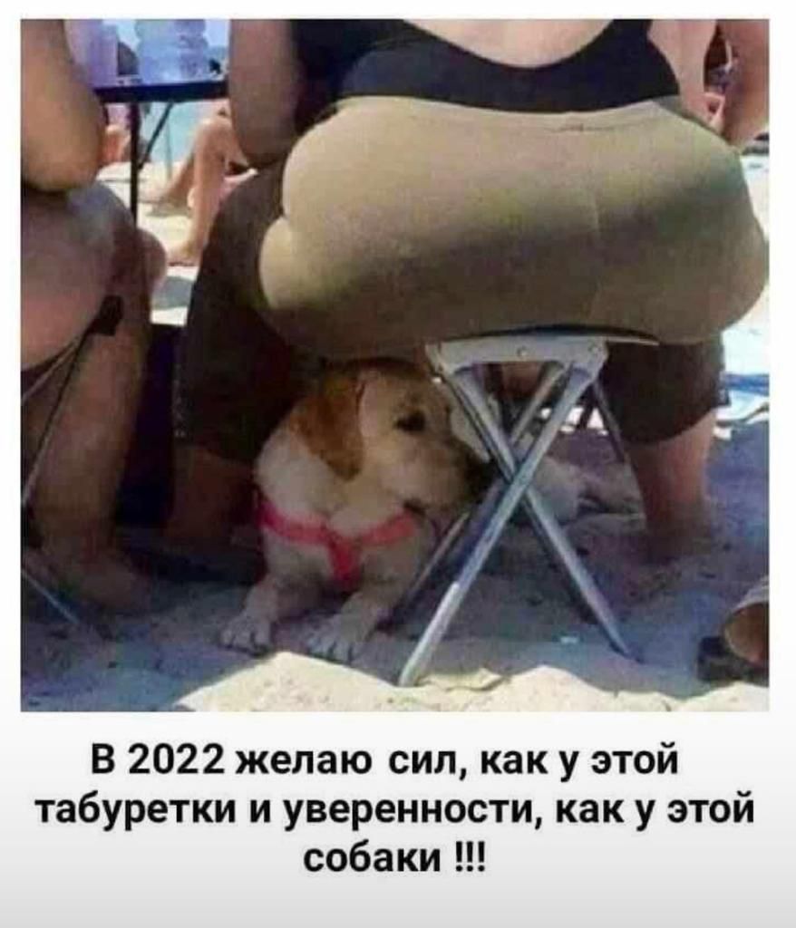 В 2022 желаю сил как у этой табуретки и уверенности как у этой собаки