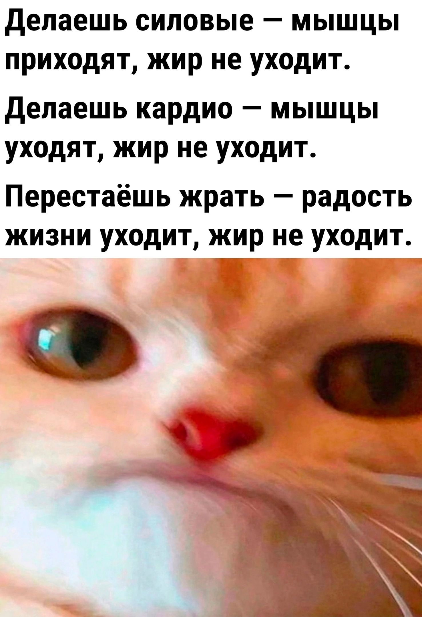 делаешь силовые _ МЫШЦЫ ПРИХОДЯТ жир не УХОДИТ делаешь кардио мышцы уходят жир не уходит Перестаёшь жрать радость жизни уходит жир не уходит с