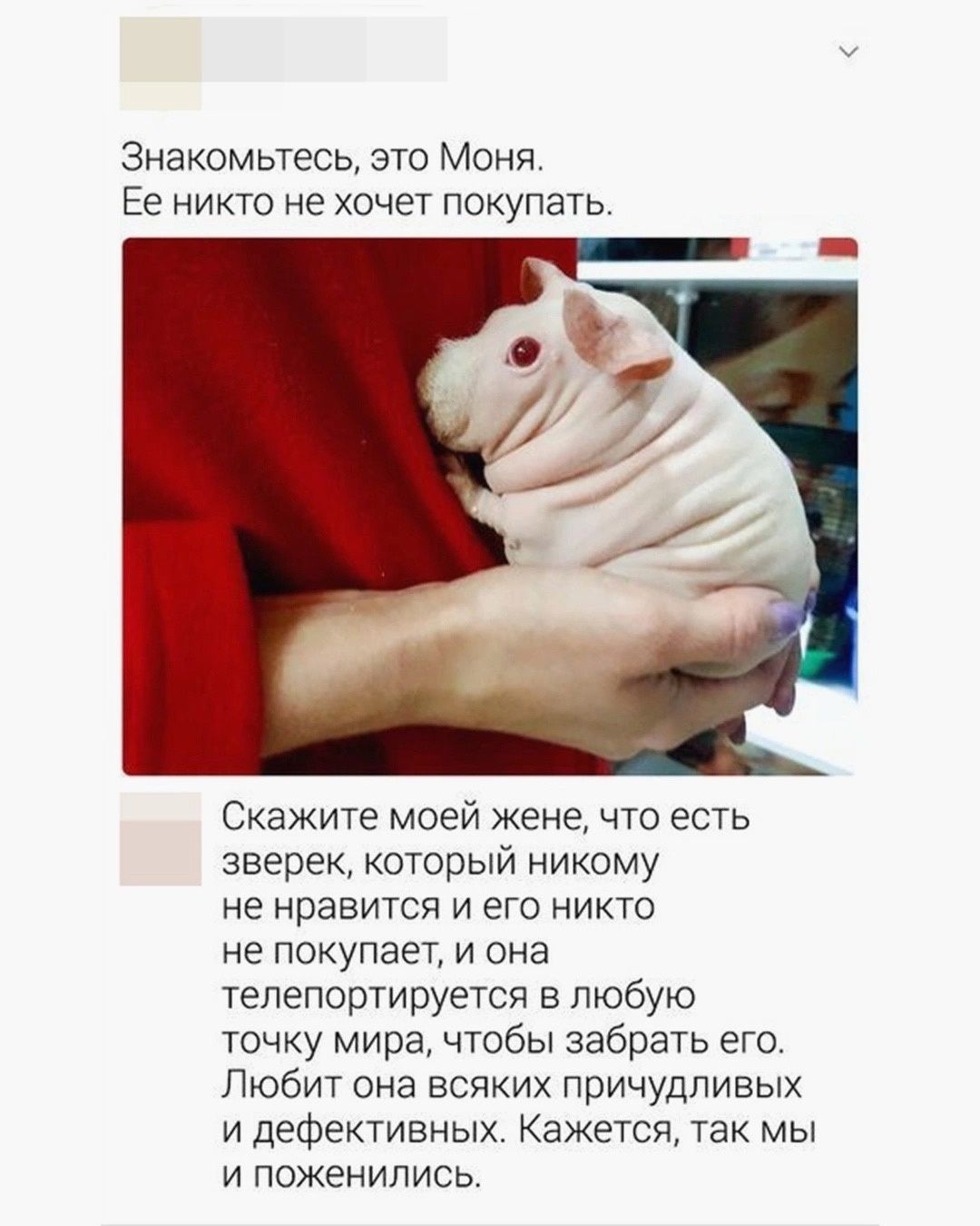 Знакомьтесь это Моня Ее никто не хочет покупать Скажите моей жене что есть зверек который никому не нравится и его никто не покупает и она тепепортируется в любую точку мира чтобы забрать ето Люби она всяких причудливых и дефективных Кажется так мы и поженились