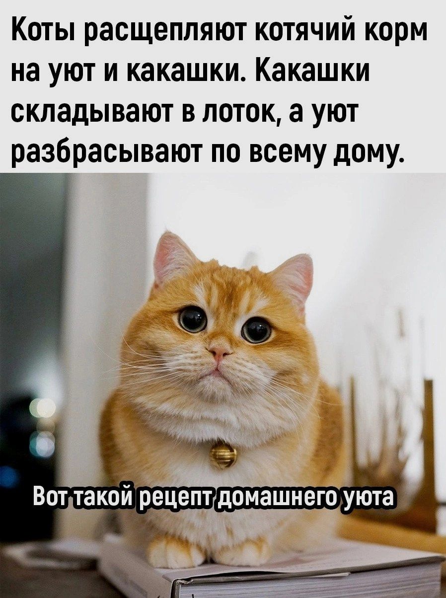 Коты расщепляют котячий корм на уют и какашки Какашки складывают в поток а уют разбрасывают по всему дому