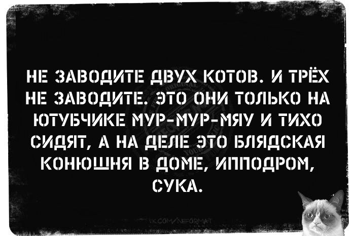 НЕ ЗАВКЩИТР ДВУХ КОТШЗ И ТРЁХ НЕ ЗАВОДИ 0 И ТОЛЬКО НА ЮТЛБЧИКЕ МУР МУР МЯ И ТИХО СИДЯТ А НА дЕЛ ТО БПЯДСКАЯ КВМЮЩНЯ З ДОМЕ ИППОДРПМ СУКА