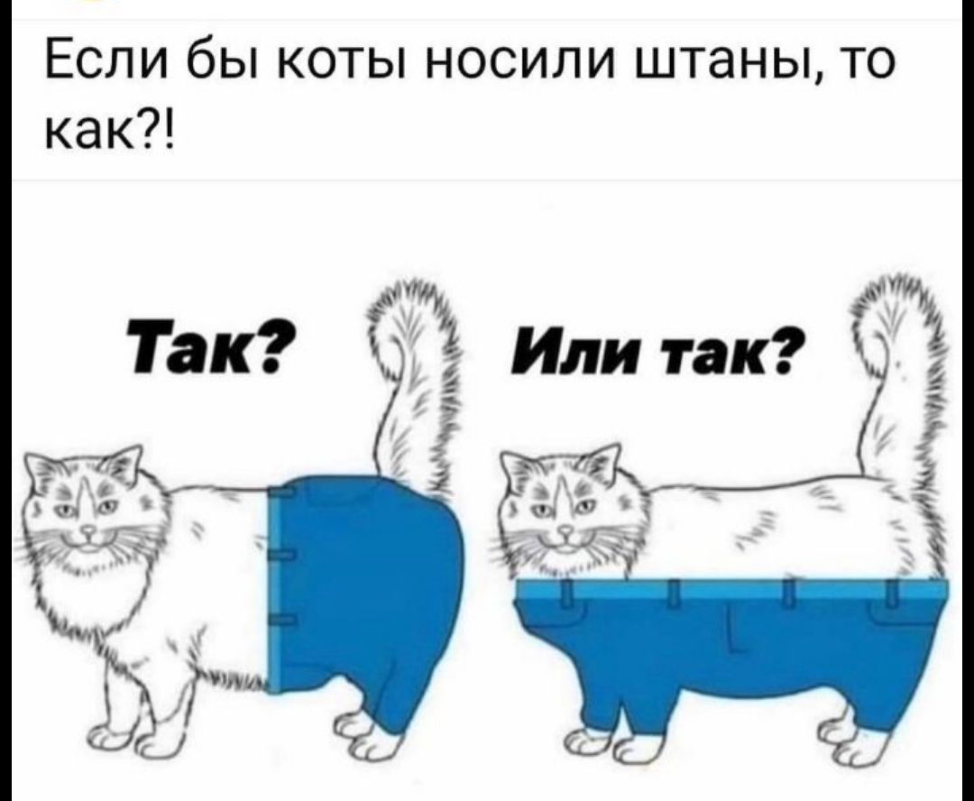 Если бы коты носили штаны то как