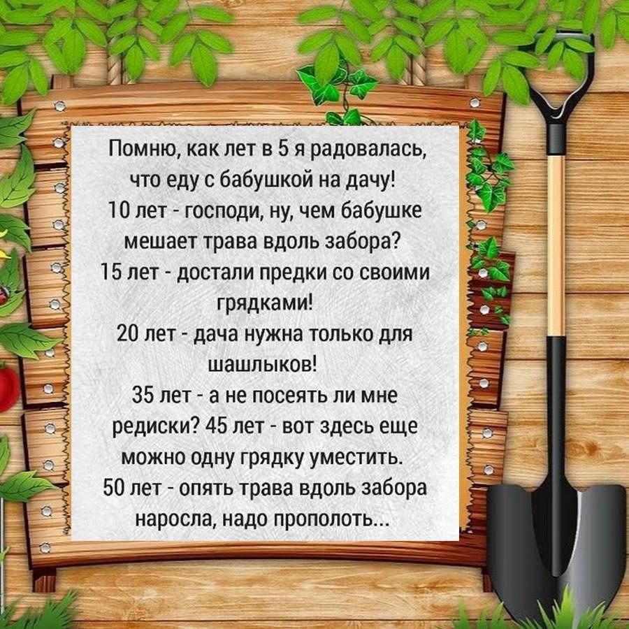 Помню как лет в 5 я радовалась что еду с бабушкой на дачу 10 лет господи ну чем бабушке мешает трава вдоль забора 15 лет достали предки со своими грядками 20 лет дача нужна только для шашлыков 35 лет а не посеять ли мне редиски 45 лет вот здесь еще можно одну грядку уместить 50лет опять трава вдоль забора наросла надо прополоть