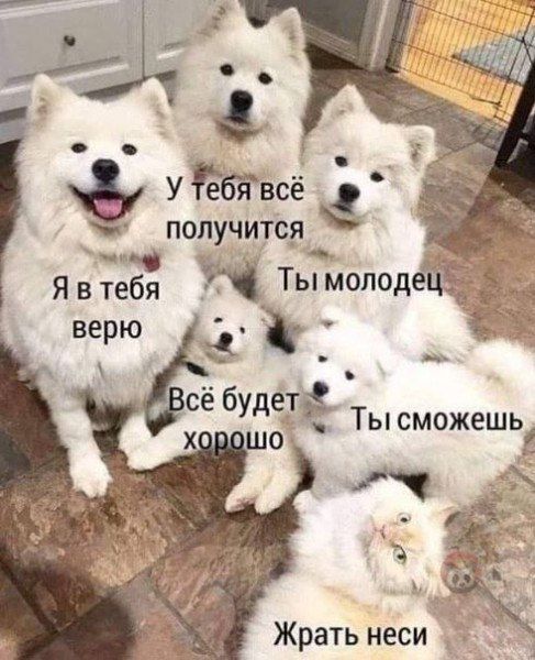 У Ъівсе э ПОПУЧИТСЯ Жрать неси