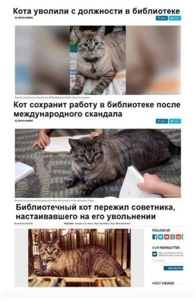 Кота уволили с должности в библиотеке Кот сохранит работу в библиотеке после ме на ного ска а международ ндал шНЕ в Библиотечный кот пережил советника настаивавшего на его увольнении