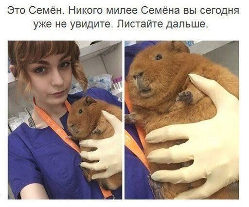 Это Семён Никого милее Семёна вы сегодня уже не увидите Листайте дальше