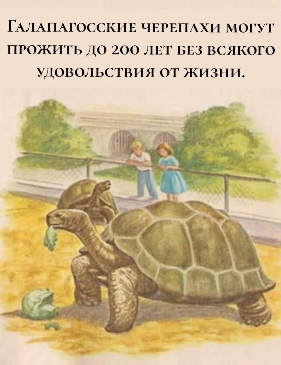 ГАЛАПАГОССКИЕ ЧЕРЕПАХИ МОГУТ ПРОЖИТЬ ДО 200 ЛЕТ БЕЗ ВСЯКОГО УДОВОЛЬСТВИЯ ОТ ЖИЗНИ