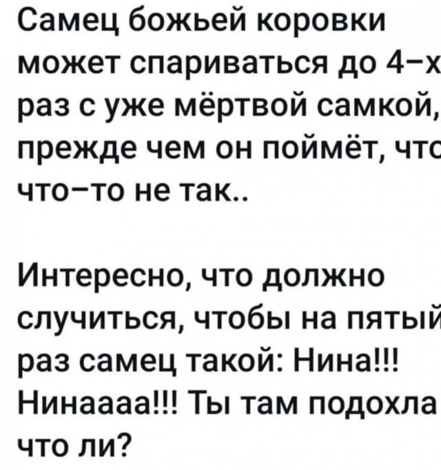 Самец божьей коровки может спариваться до 4 х раз с уже мёртвой самкой прежде чем он поймёт чтс что то не так Интересно что должно случиться чтобы на пятый раз самец такой Нина Нинаааа Ты там подохла что ли