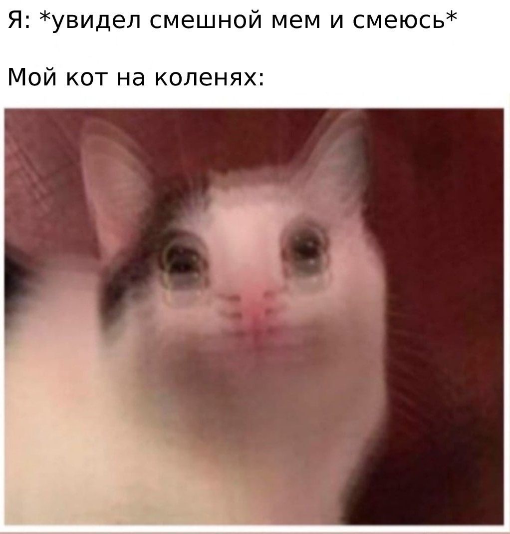 Я увидел смешной мем и смеюсь Мой кот на коленях