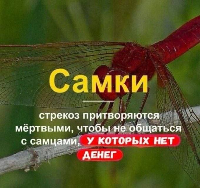 Самки стрекоз притвря ах