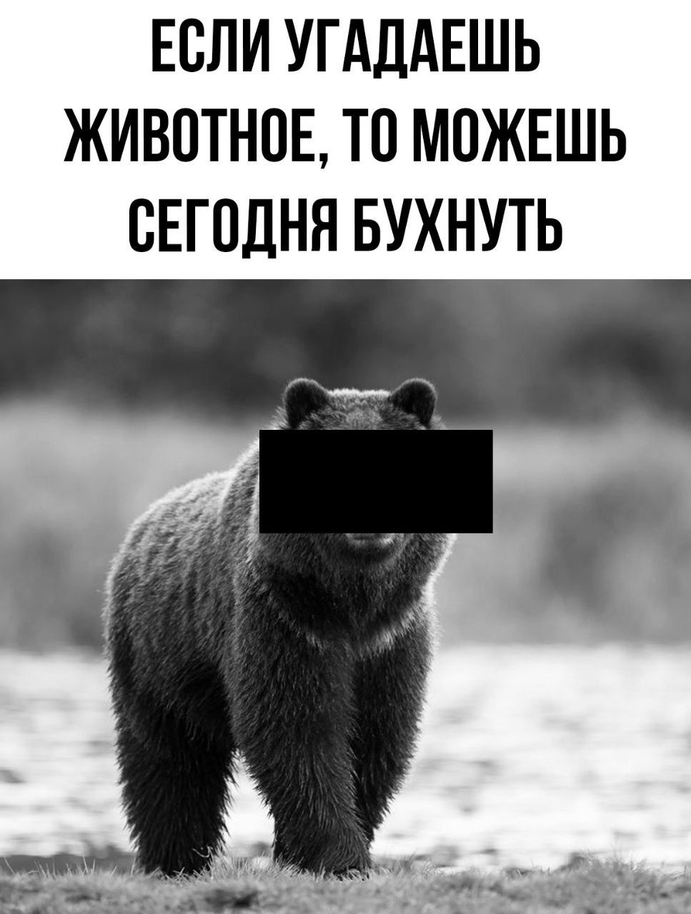 ЕСЛИ УГАДАЕШЬ ЖИВОТНОЕ ТО МОЖЕШЬ СЕГОДНЯ БУХНУТЬ