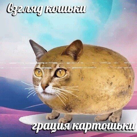 дщпм сойиано