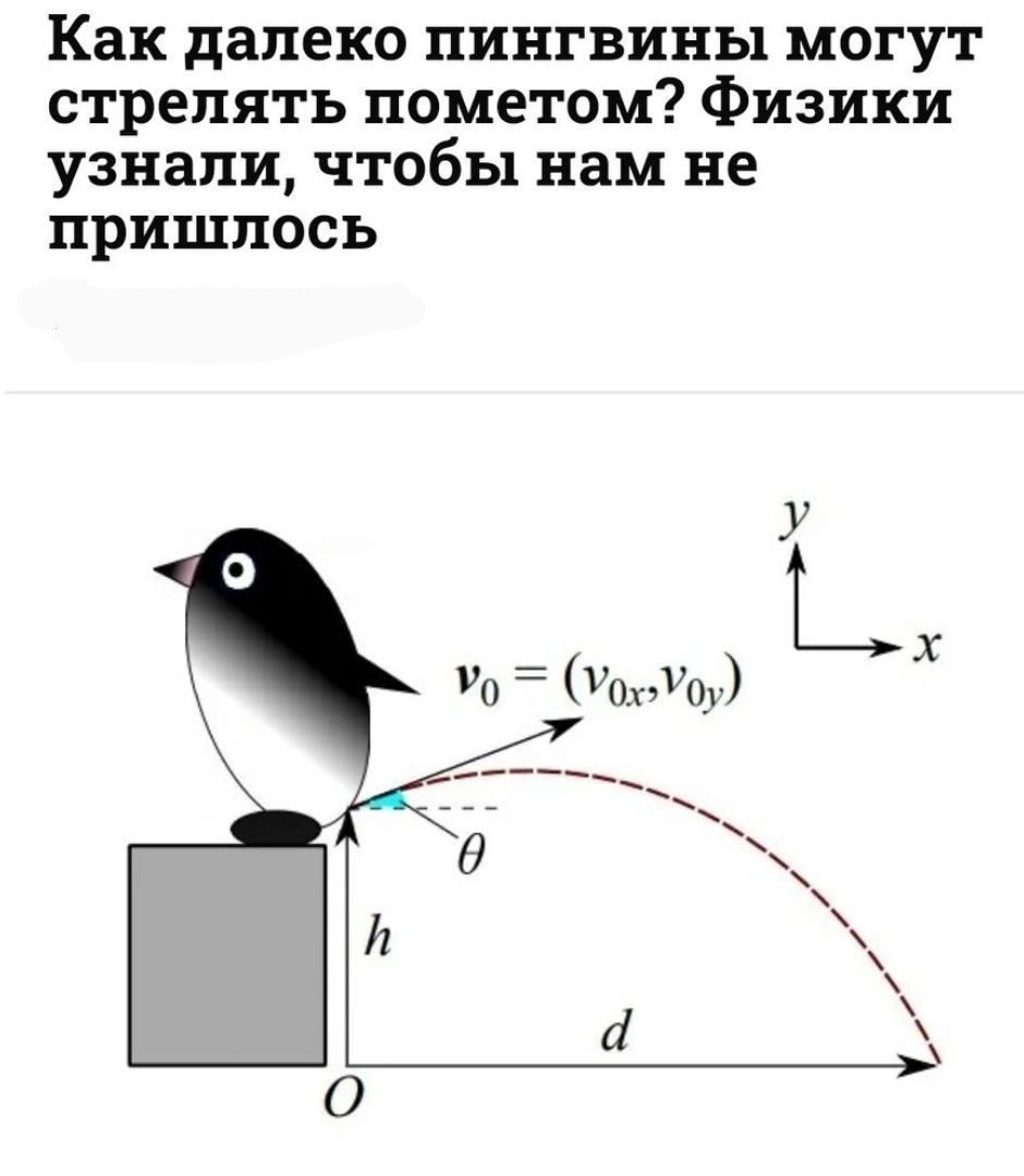 Как далеко пингвины могут стрелять пометом Физики узнали чтобы нам не пришлось