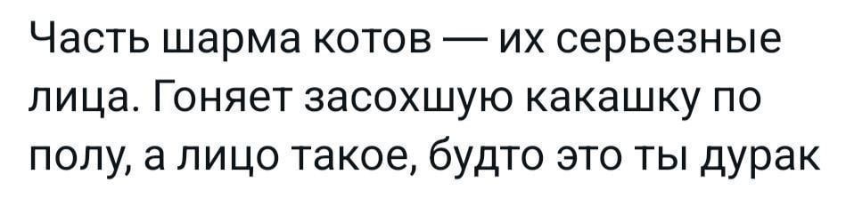 Часть шарма котов их серьезные лица Гоняет засохшую какашку по полу а лицо такое будто это ты дурак