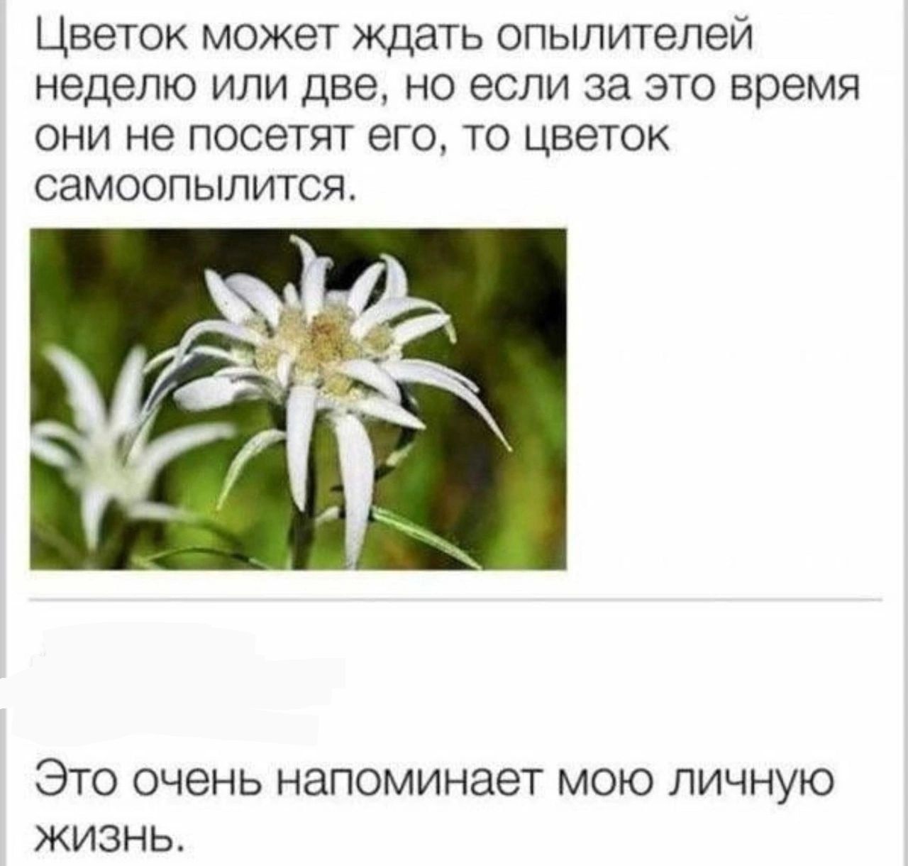 Цветок может ждать опылителей неделю или две но если за это время они не посетят его то цветок самоопылится Это очень напоминает мою личную жизЗнь