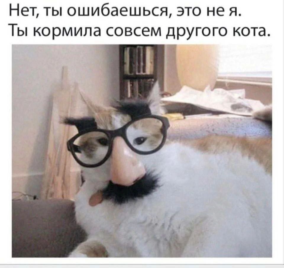 Нет ты ошибаешься это не я Ты кормила совсем другого кота