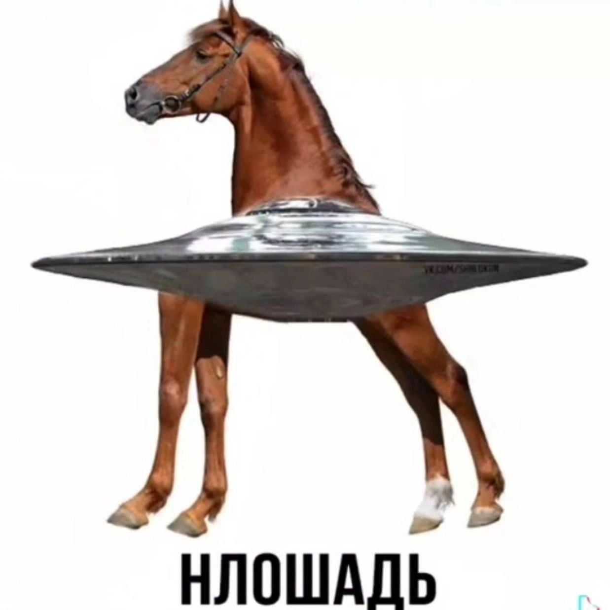 НЛОШАЛЬ