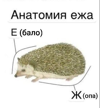 Анатомия ежа Е бало Ж опа