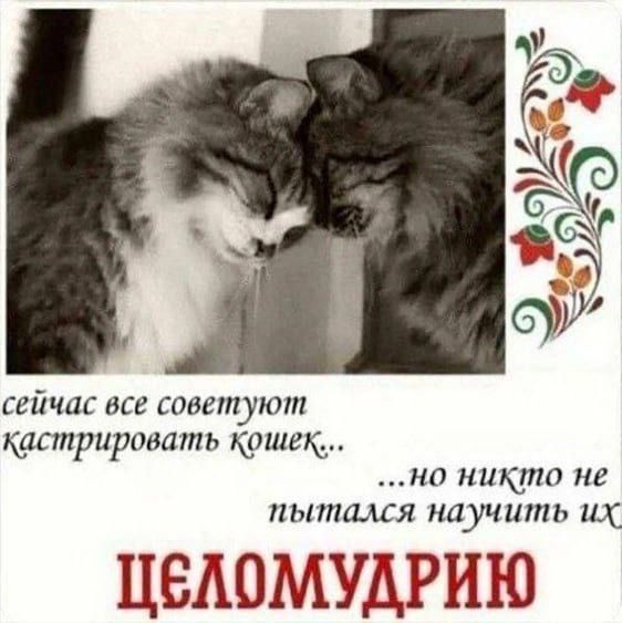 сейчас все советуют кастрировать кошек но никто не пытался на_учшпь их ЦЕЛОМУДРИЮ