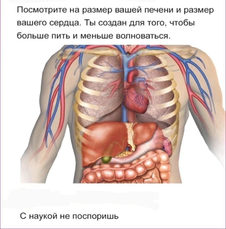 Посмотрите на размер вашей печени и размер вашего сердца Ты создан для того чтобы больше пить и меньше волноваться __ч С наукой не поспоришь